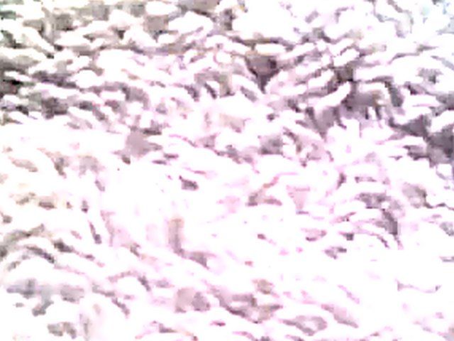 Amateur girl with two toys in her ass and pussy