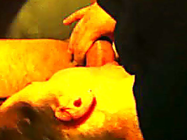 Slutty girlfriend is addicted to sucking cock