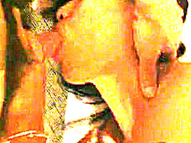 Asian babe sucks on a big large dick