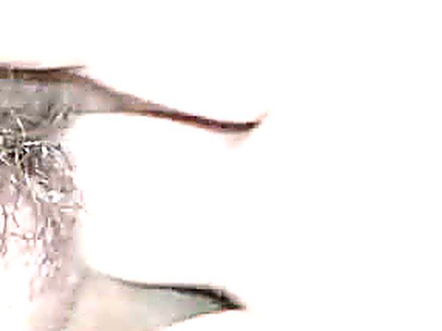 Guy plays with his shy girlfriend's hairy pussy for cam