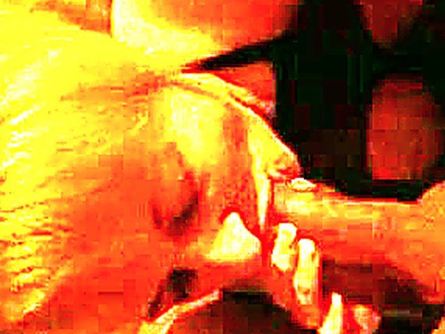 Mature woman gives head in private blowjob video