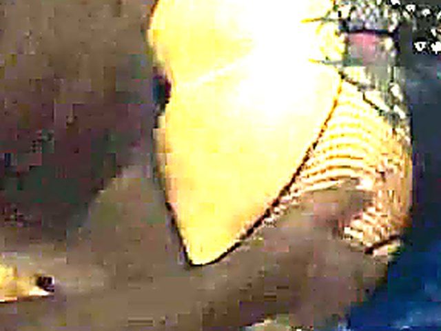 Amazing slut gets all her holes fucked