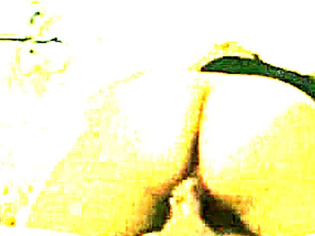 French chick with tanlines rides a hard cock