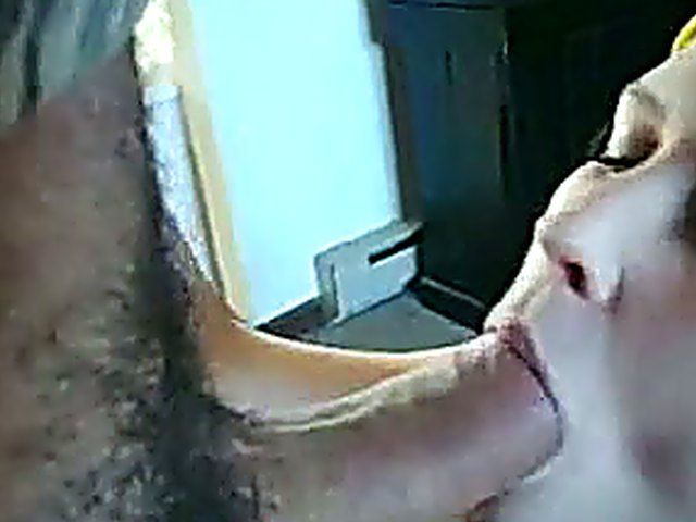 Beautiful girlfriend sucks meaty cock like a pro