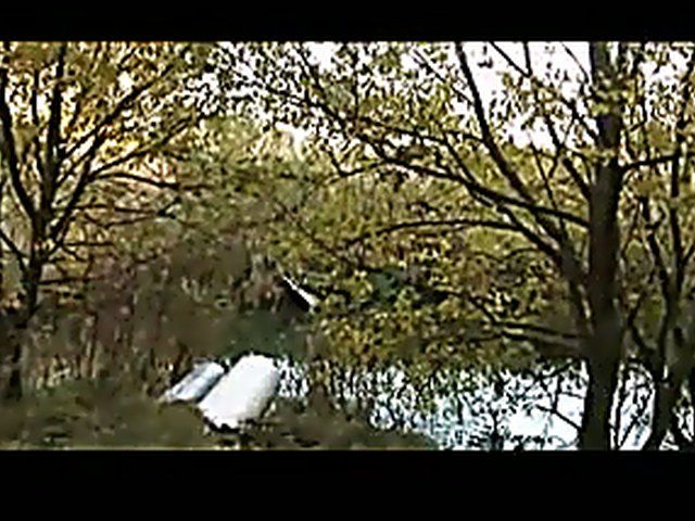 Pretty slut has fun outside in the woods