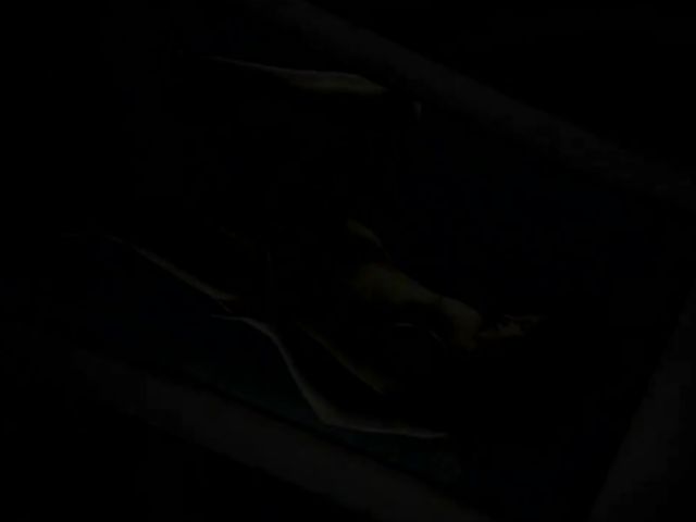 Erotic solo with a long haired babe in panties