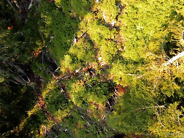 Katrina Jade and Cherie Deville lesbian night of pleasures