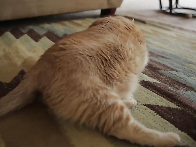 Fit MILF Nicole Aniston takes a cock