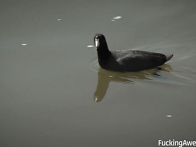 Puerto Rican babe with big melons Shay Evans gets screwed