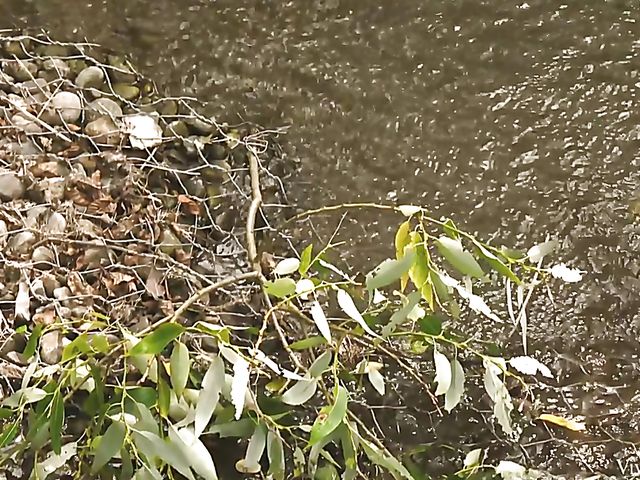 Lesbian outdoor loving with Arteya and Lexi Dona