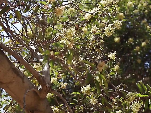 Outdoor sex with Remy LaCroix in the moonlight