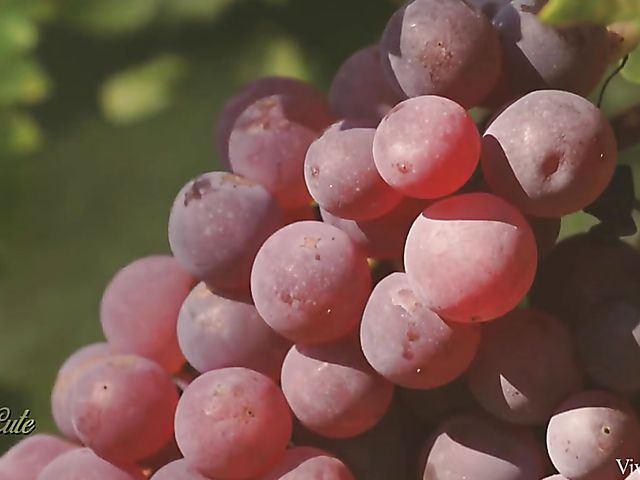 Asian lesbian Katana with sweet Sarah Cute outdoors