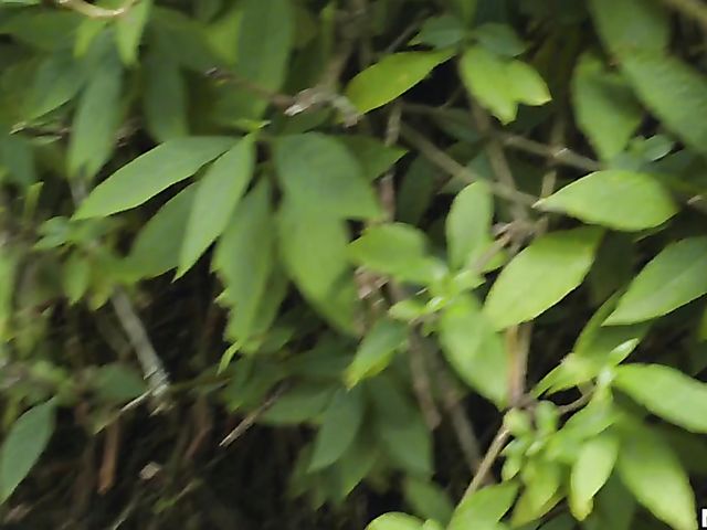 Petite latina Venus Valkyrie gets nailed by her neighbor