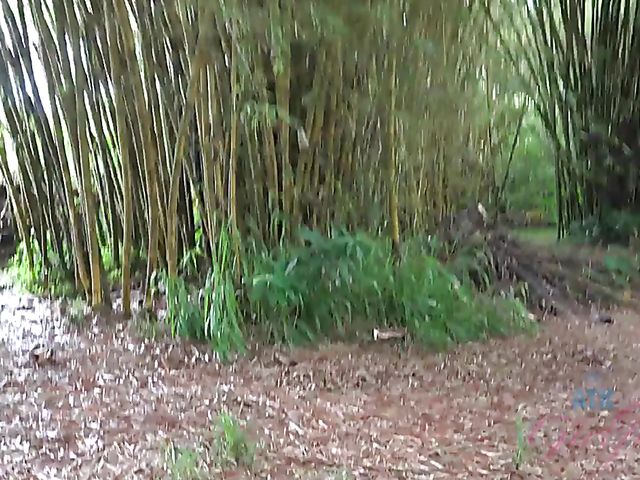 Naughty teen Emily Willis shows her coochie in the car