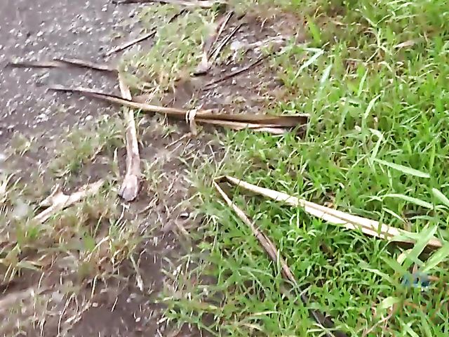 Naughty teen Emily Willis shows her coochie in the car