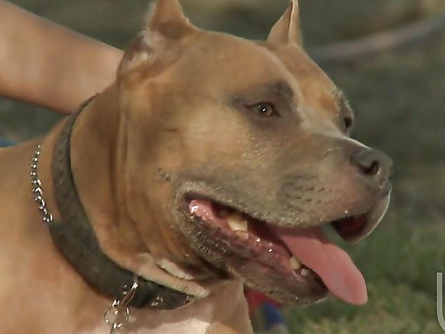 Big tits stunner Alektra Blue makes her man cum