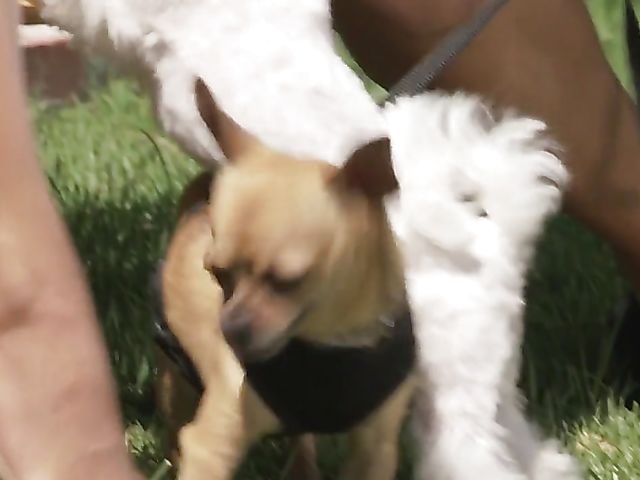 Blonde big tits screamer Briana Blair loves it hard