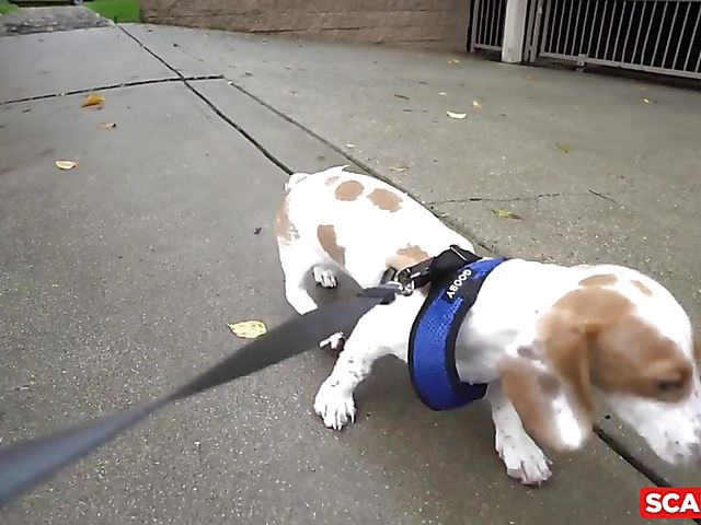 Hardcore threesome with bad girls Paige Owens and Aaliyah Hadid