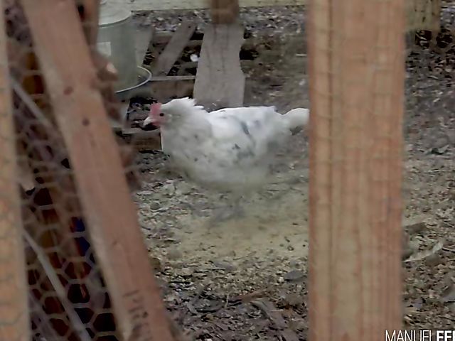 Busty latina teen Autumn Falls loves horses and cocks