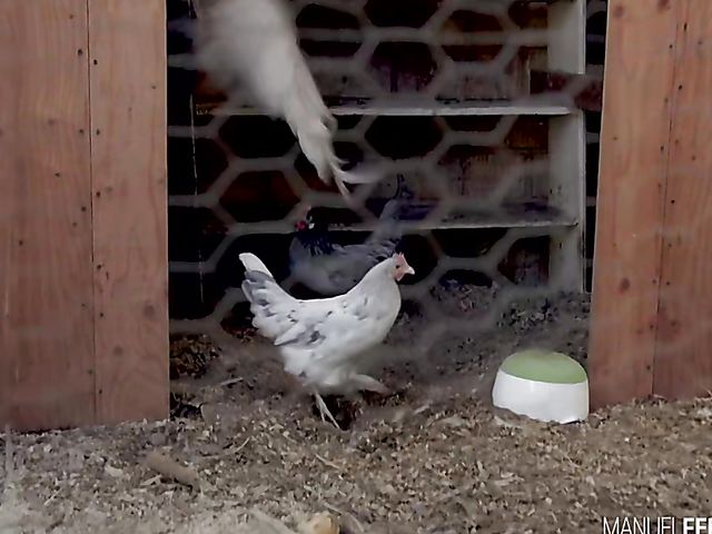 Busty latina teen Autumn Falls loves horses and cocks