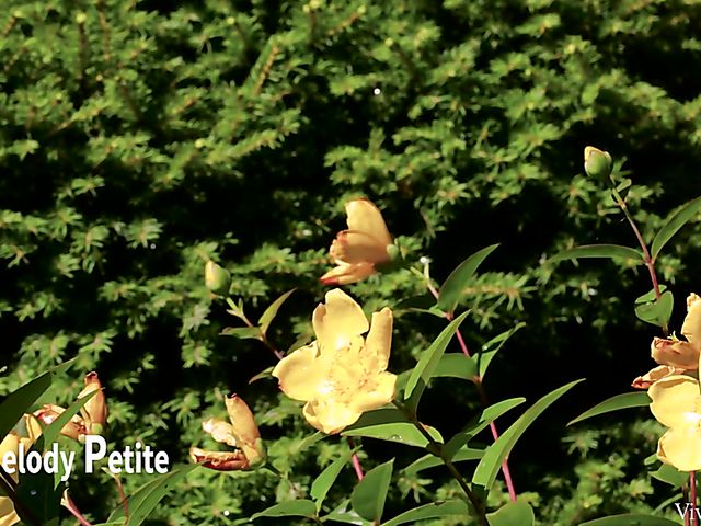 Lesbian young girls Melody Petite and Swabery Baby