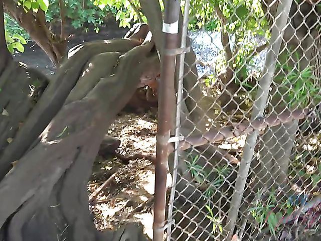 Skinny Carmen Rae bares all on the nudist beach