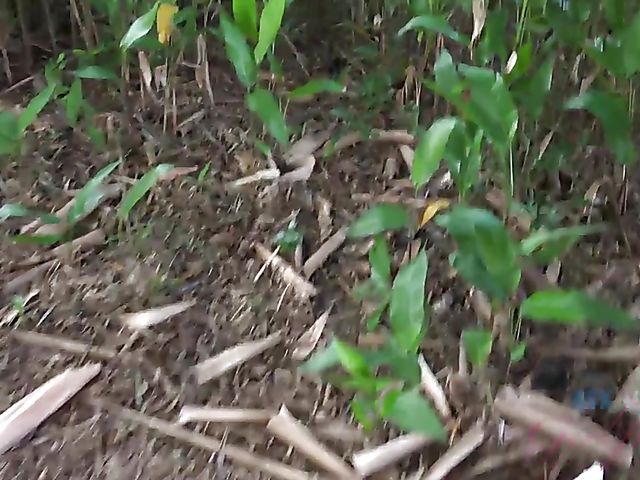 Naughty teen shows her twat in the car