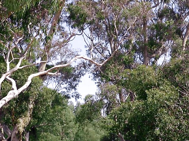 Bushy aussie lesbians Amber Leigh and Kit Bauer