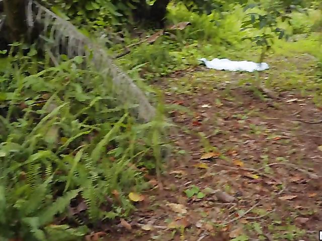 Hot teen in pink shorts Lexi Aaane gets railed in the forest