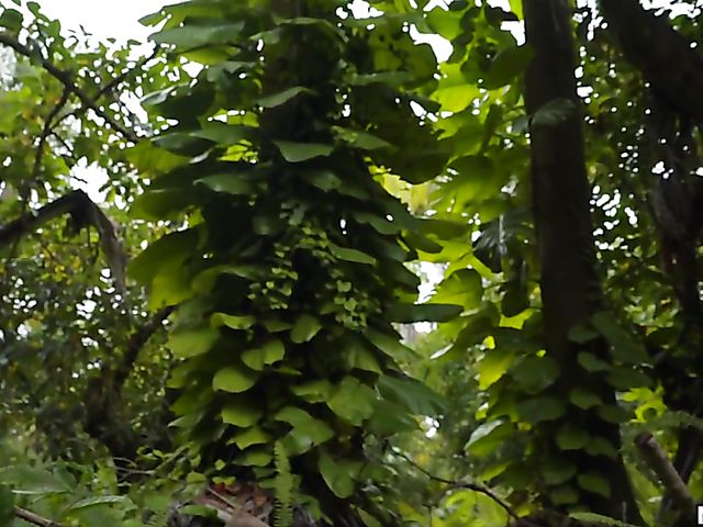 Hot teen in pink shorts Lexi Aaane gets railed in the forest