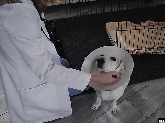 Kinky anal with horny pet doctor Pepper Hart