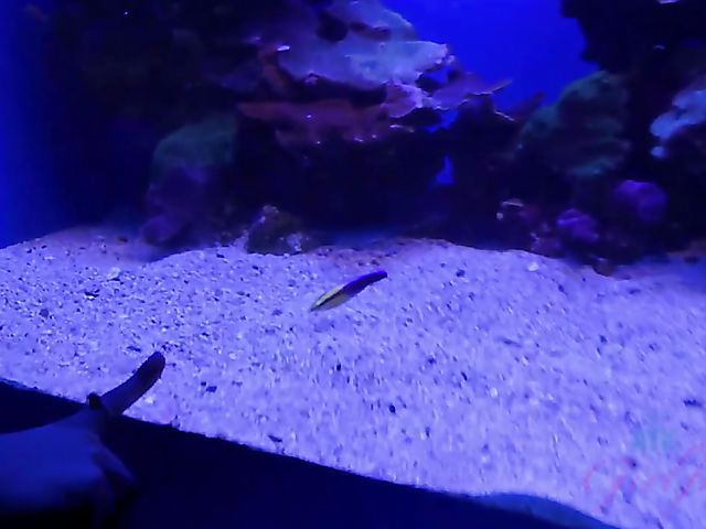 Redhead girlfriend Lola Fae shows it all in the car