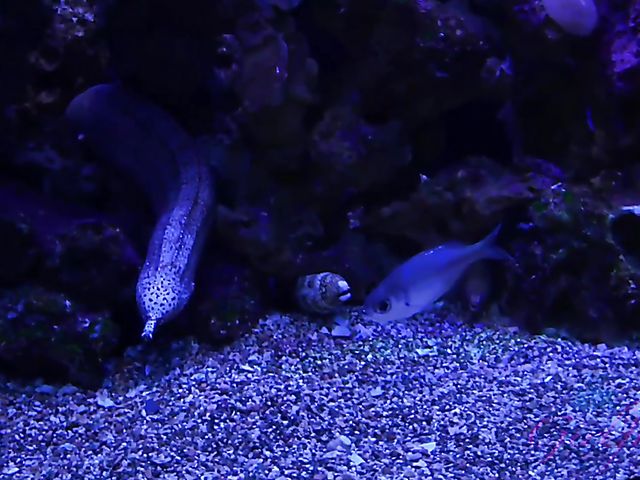 Redhead girlfriend Lola Fae shows it all in the car