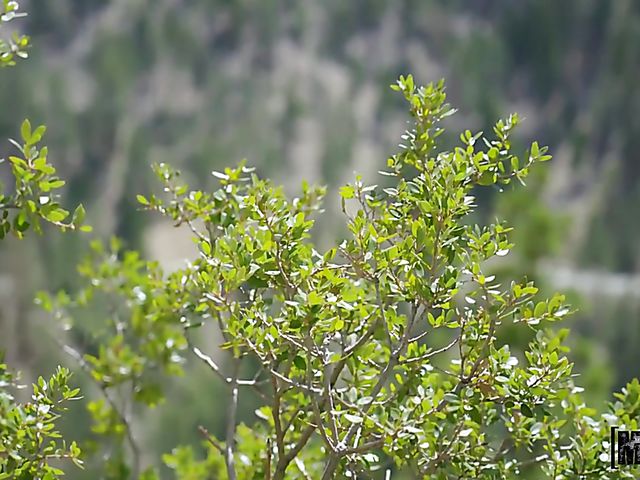 Outdoor sex in the mountains with big tit redhead Pepper Hart 