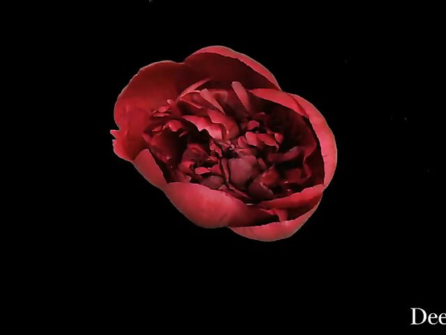 Kinky and eroitc lesbian blondes Kayden Kross and Riley Steele