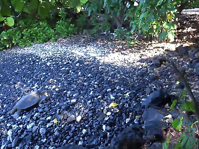 Teen glasses blonde Victoria Gracen gets boned in nature