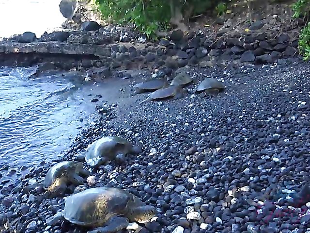 Teen glasses blonde Victoria Gracen gets boned in nature