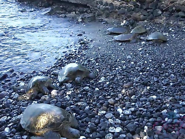 Teen glasses blonde Victoria Gracen gets boned in nature