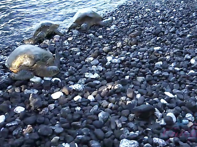 Teen glasses blonde Victoria Gracen gets boned in nature