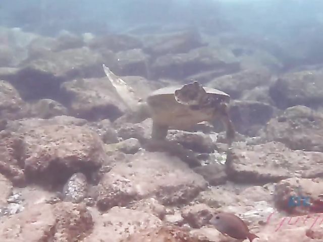 Teen bikini girl Kate Bloom diving and showing her twat in the car