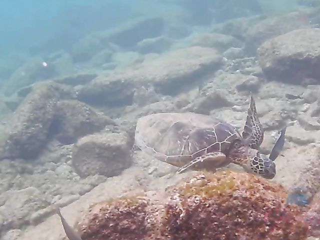 Teen bikini girl Kate Bloom diving and showing her twat in the car