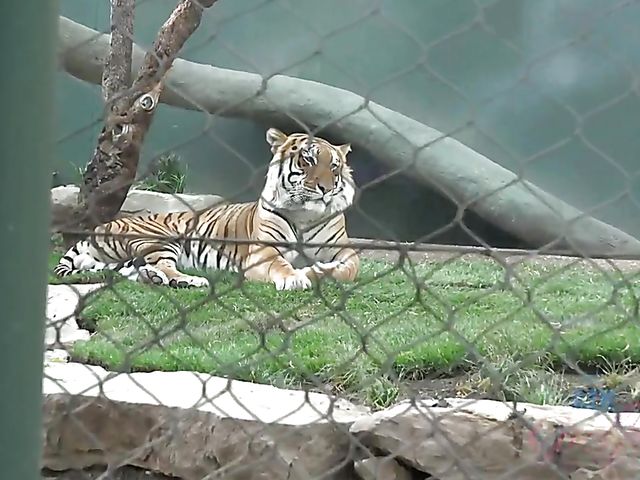 Nude wet brunette Gianna Nicole shaving pussy in the bathtub