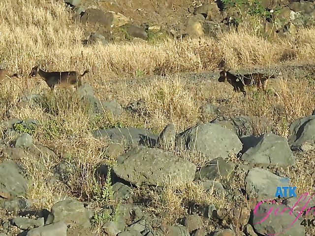 Enjoying naughty Carmen Rae's feet POV