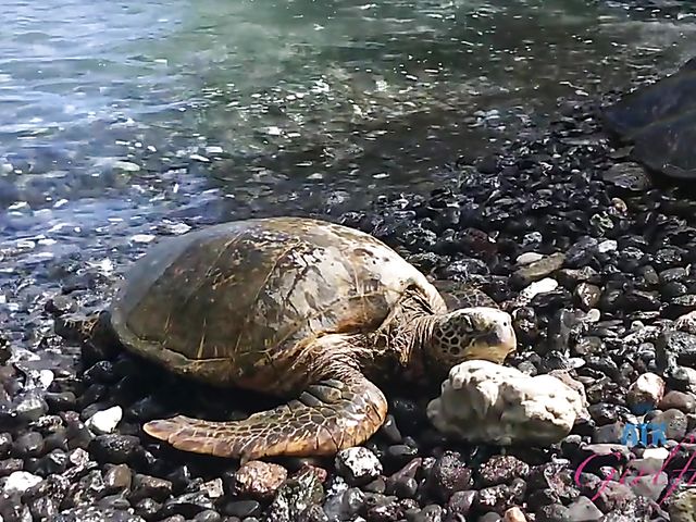 Cute teen POV at home and nude beach fun with Kyler Quinn