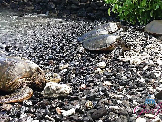 Cute teen POV at home and nude beach fun with Kyler Quinn
