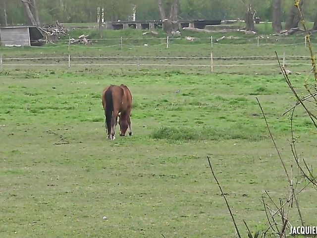 Teen French girl Anna sucks in the car and fucks outside