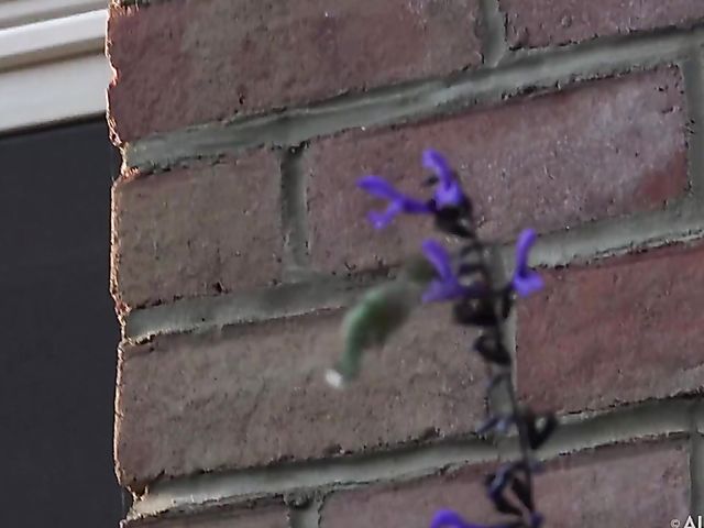 Skinny Asuna's pussy insertions and nude posing in the garden BTS