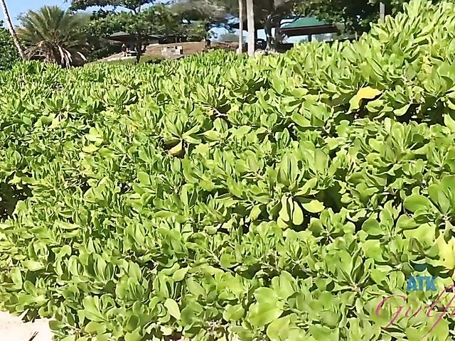 Bella Rose's POV ATK Girlfriends chronicles