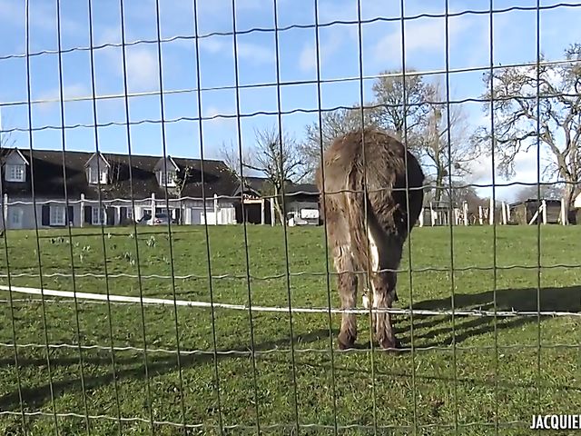 French BBW stockings fuck with pigtailed Alexandra