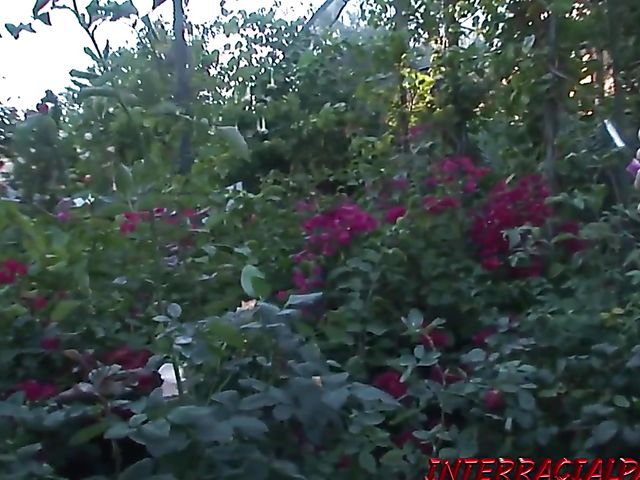 Lisa DeMarco - British MILF BBC surprise in the garden